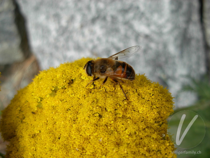 Mistbiene: Übersicht